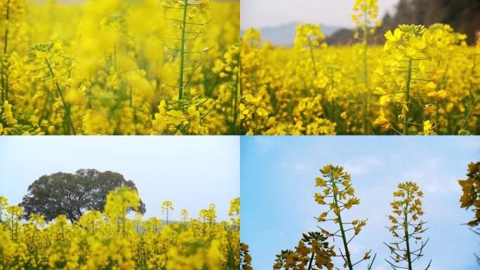 油菜花春天