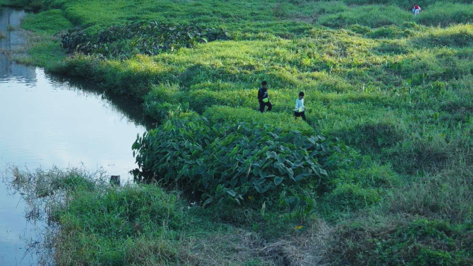 阳光树叶溪水童年