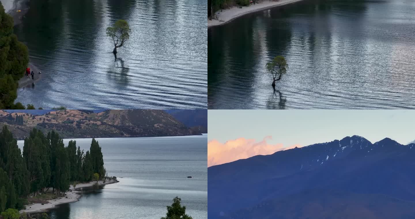 航拍新西兰瓦纳卡湖畔小树