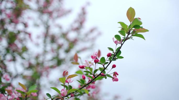 花类宣传片素材合集