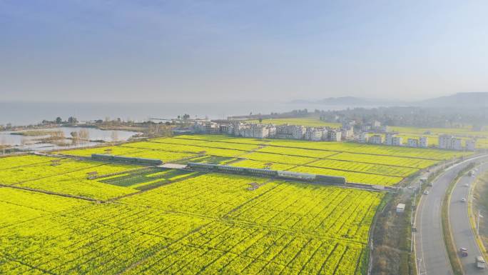 昆明晋宁区沙堤村油菜花