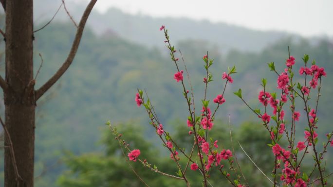 春天桃花盛开-春暖花开-桃花朵朵-公园