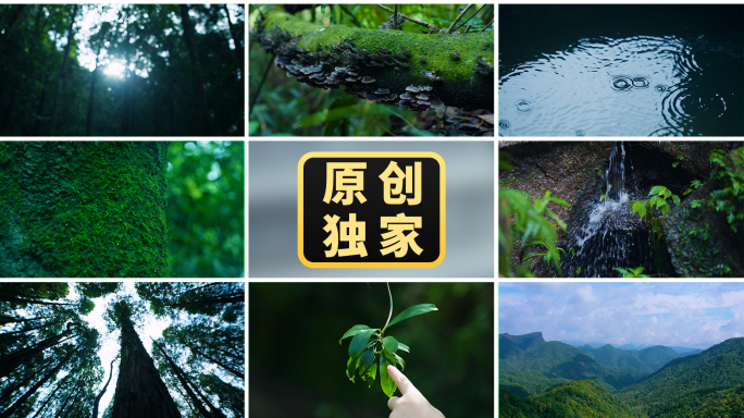 森林大自然风景树林绿色流水山川湖泊下雨