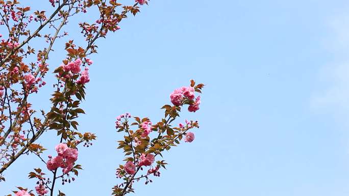 春分时节的樱花盛开