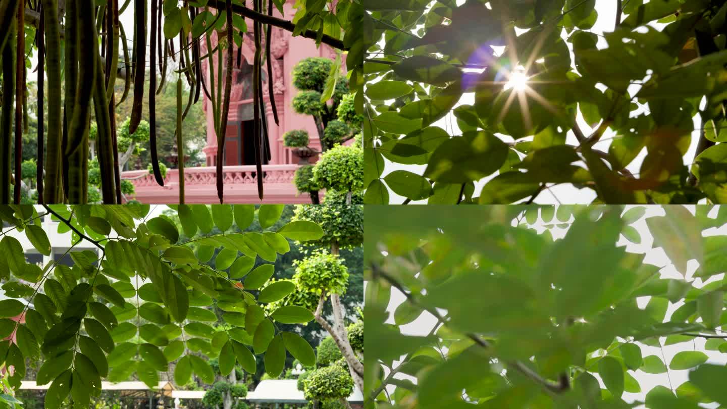 泰国皂角树阳光透过皂角树叶唯美空镜