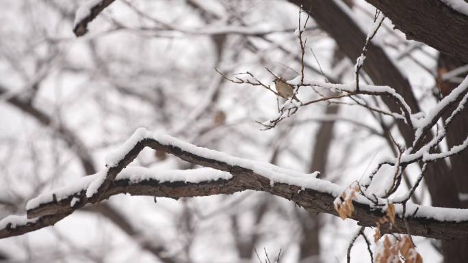 雪景 鸽子 麻雀