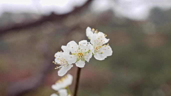 4K实拍广东河源白色桃花灿烂盛开喜迎游客