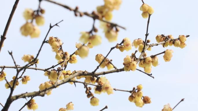 花花开梅花朵立春花开花开梅花春天