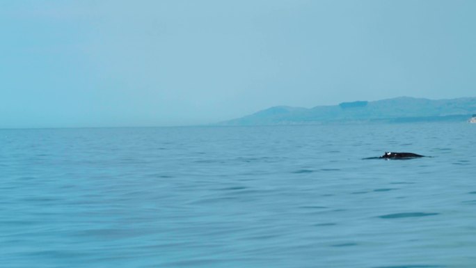 新西兰凯库拉鲸鱼出水