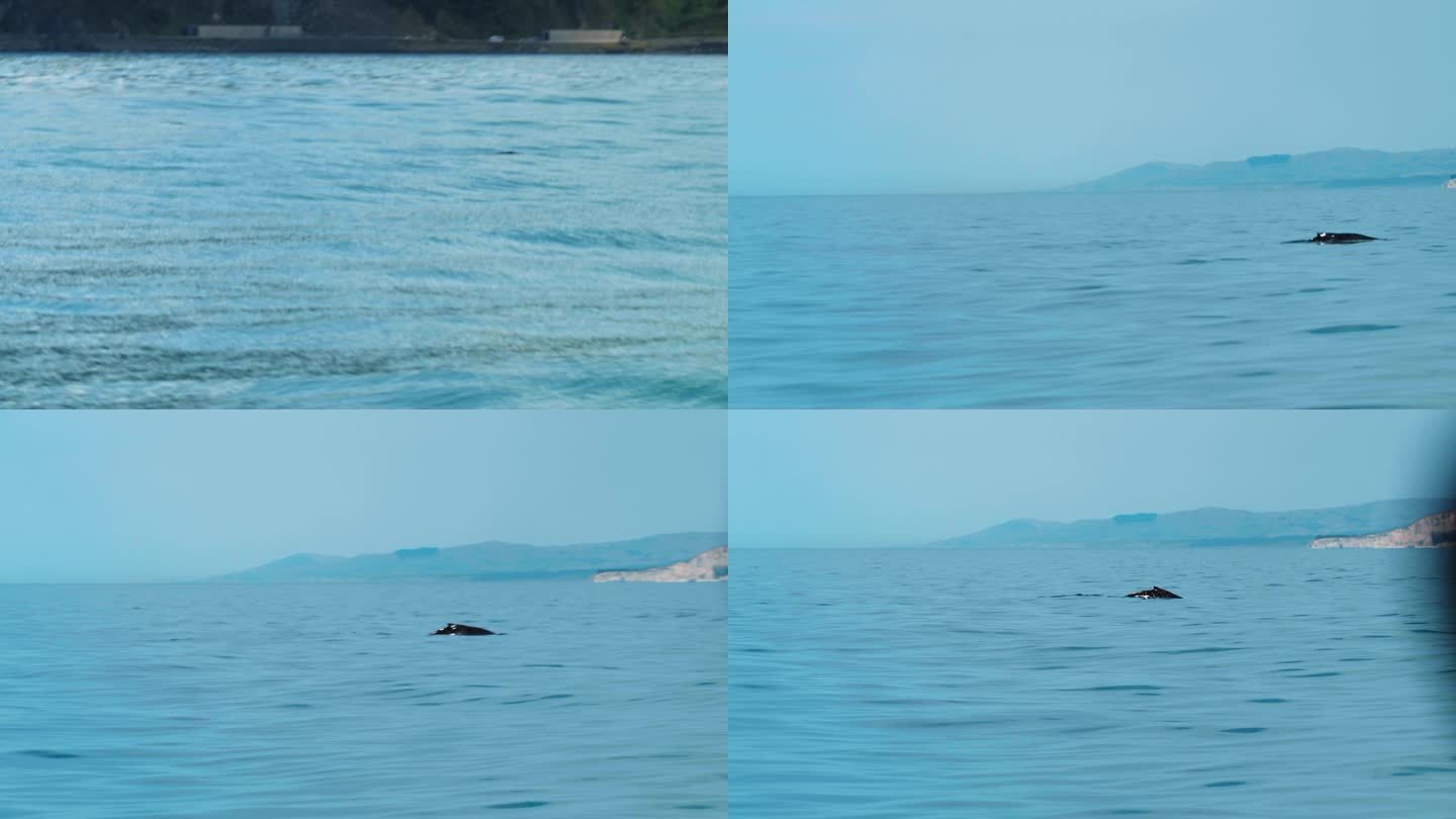新西兰凯库拉鲸鱼出水