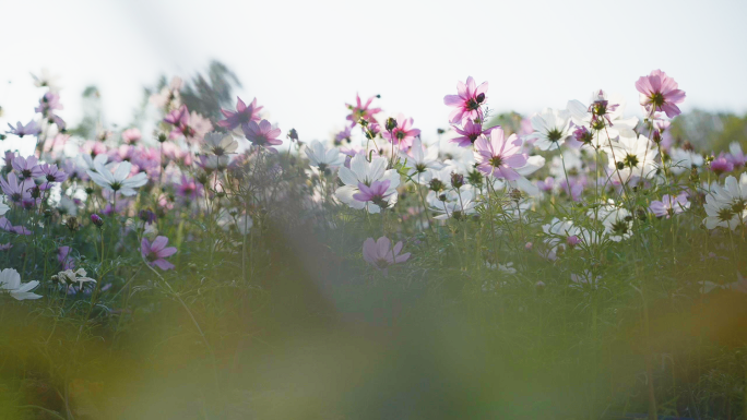 格桑花