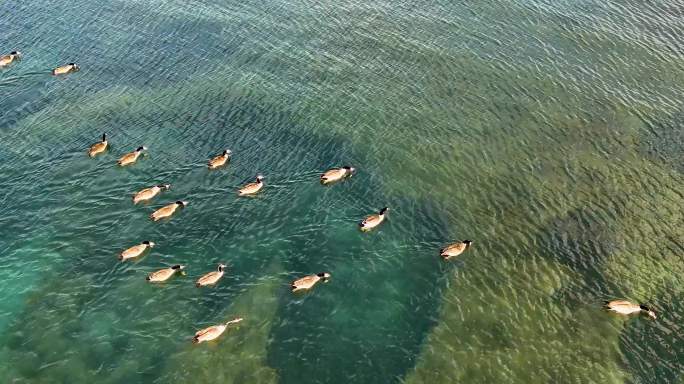 4K航拍新西兰瓦纳卡湖黑颈鹤戏水