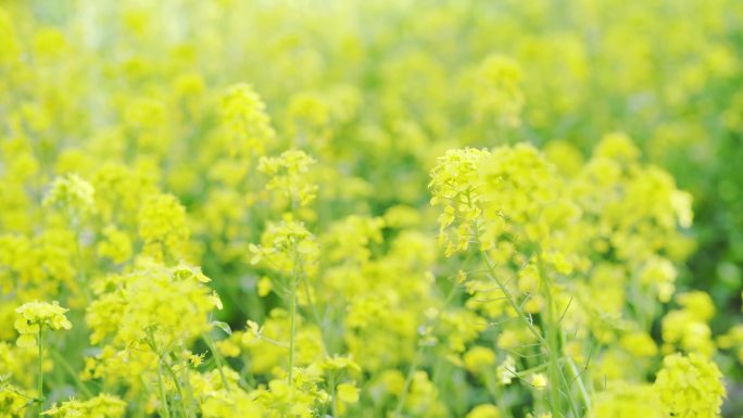 春天春暖花开几种鲜花实拍合集