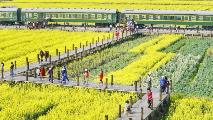 昆明晋宁区沙堤村油菜花