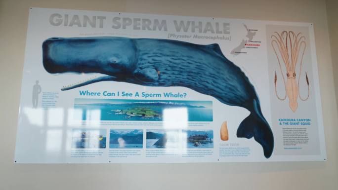 新西兰凯库拉观鲸中心