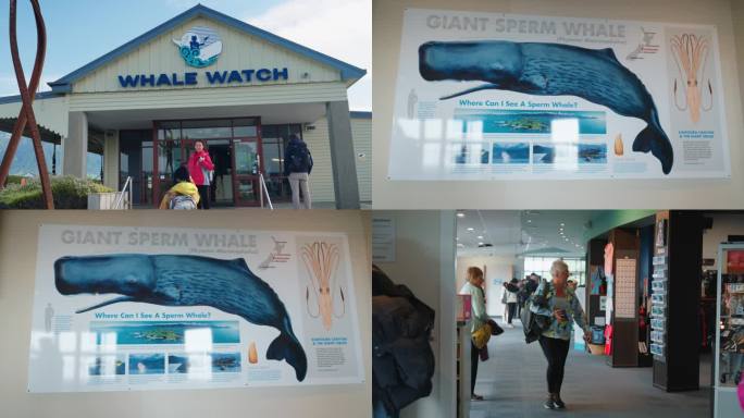 新西兰凯库拉观鲸中心