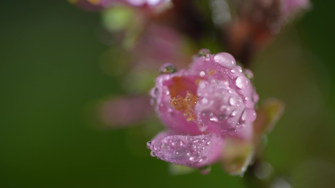 开放的桃花