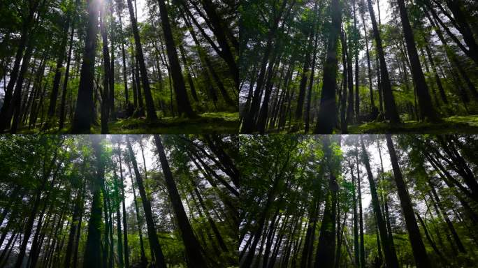 4K安静静谧树林大山森林原始森林云杉树林