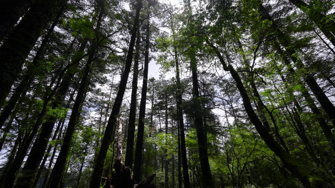 4K安静静谧树林大山森林原始森林云杉树林