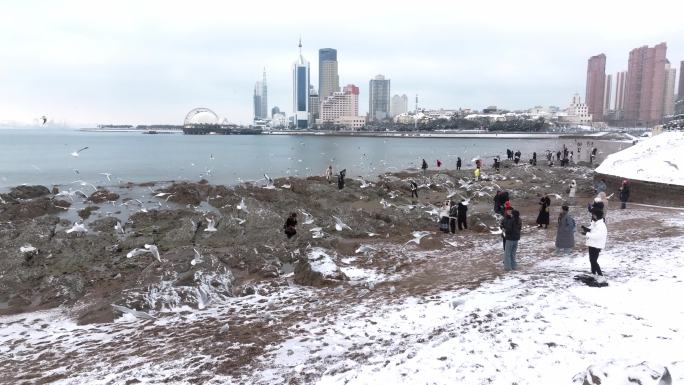 青岛栈桥海鸥雪景