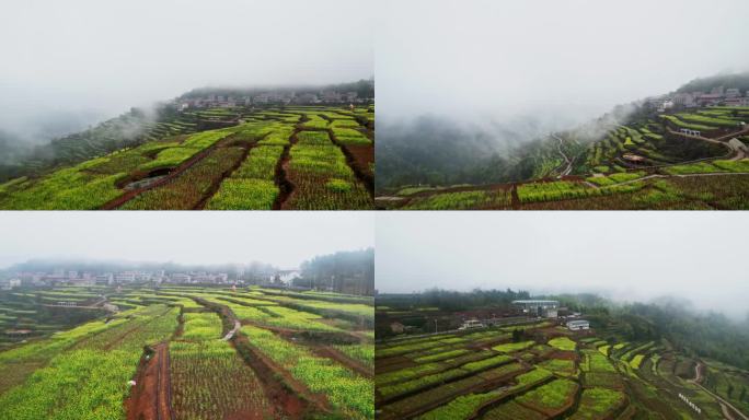 雨天金山油菜花航拍空镜