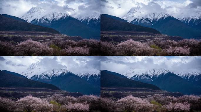 西藏桃花延时摄影索松村桃花村南迦巴瓦