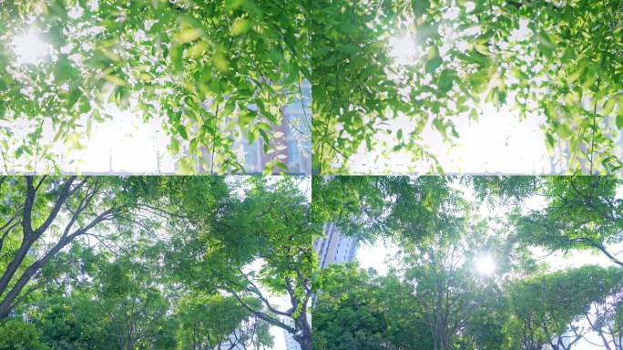 树杈 逆光素材 阳光树叶 槐树 逆光