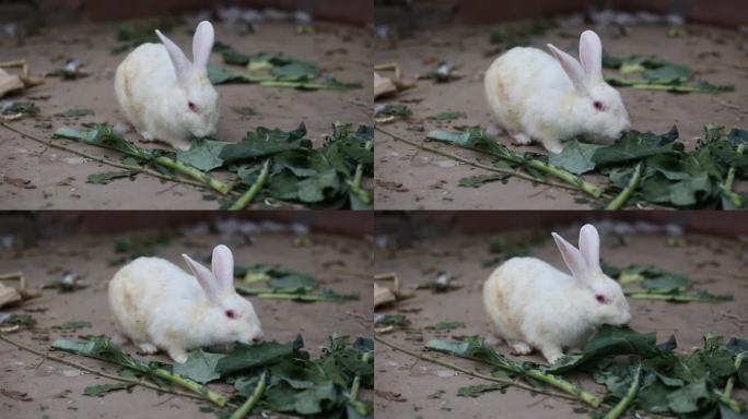 小白兔宝宝正在吃蔬菜植物叶子