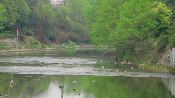 成都江安河湿地春天的白鹭