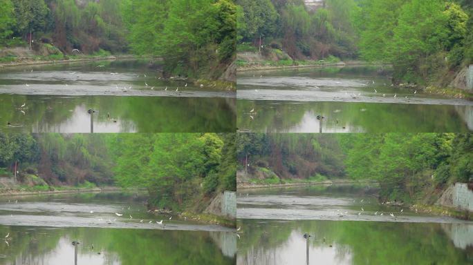 成都江安河湿地春天的白鹭