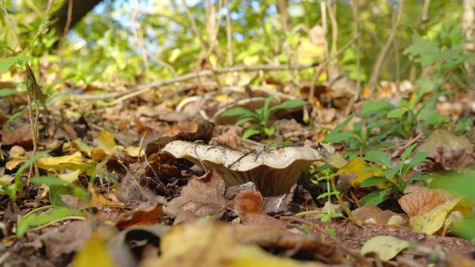 近距离拍摄的林地漏斗菇在地面上的干树叶和草