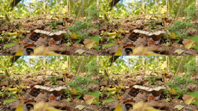 近距离拍摄的林地漏斗菇在地面上的干树叶和草