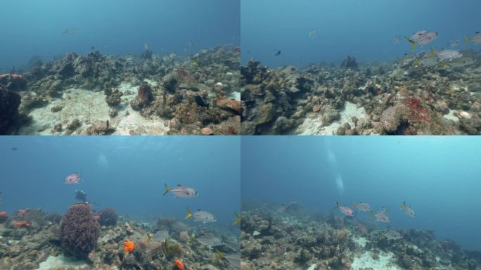 一群有大眼杰克和其他一些热带鱼的鱼。在佳能R5上以4K拍摄