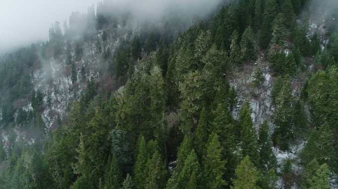 航拍高山松树林雪地云雾