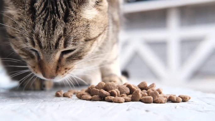 灰猫吃猫食吃得津津有味。