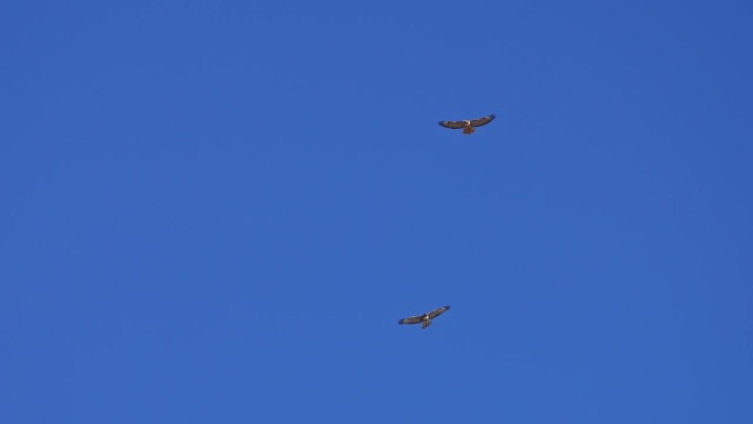 红尾鹰在蓝天中滑翔