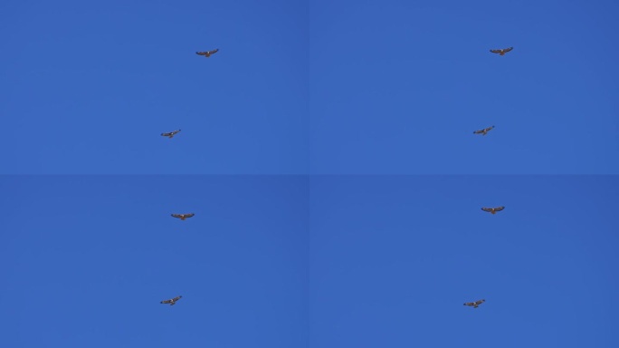 红尾鹰在蓝天中滑翔