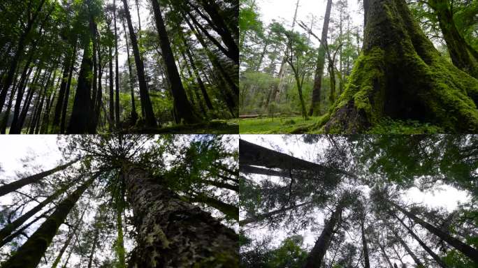 4K静谧树林大山森林原始森林云杉树林合集