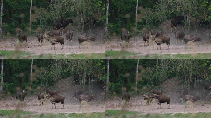 一群野牛在森林空地上奔跑。野生动物和自然。