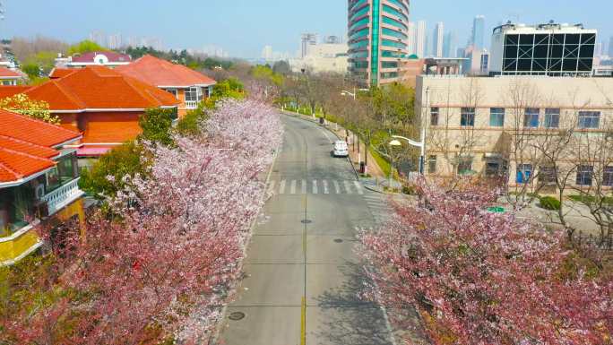 春天樱花街 樱花路 樱花 赏樱