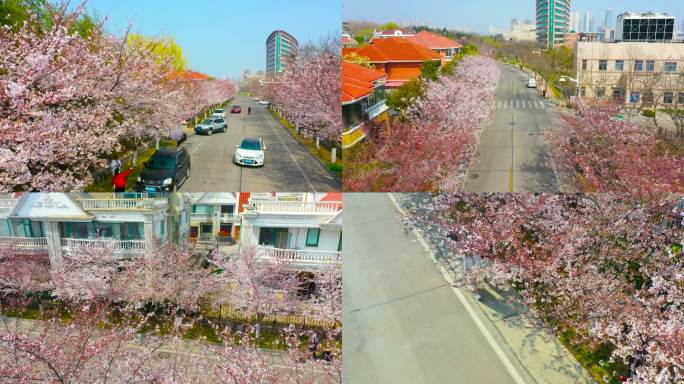 春天樱花街 樱花路 樱花 赏樱