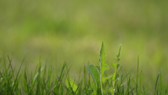 4K超清小草空镜