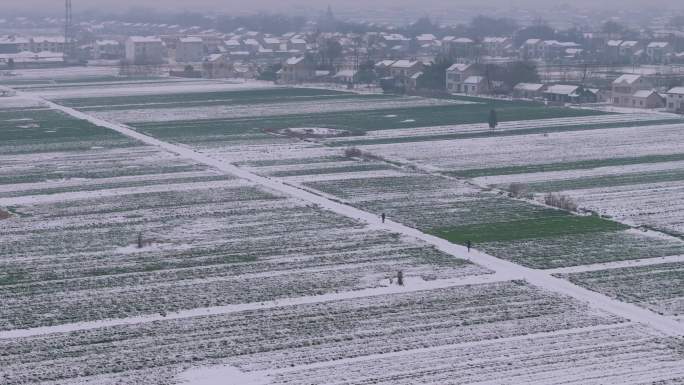 雪后行走在田野上 农村雪景 雪后出行