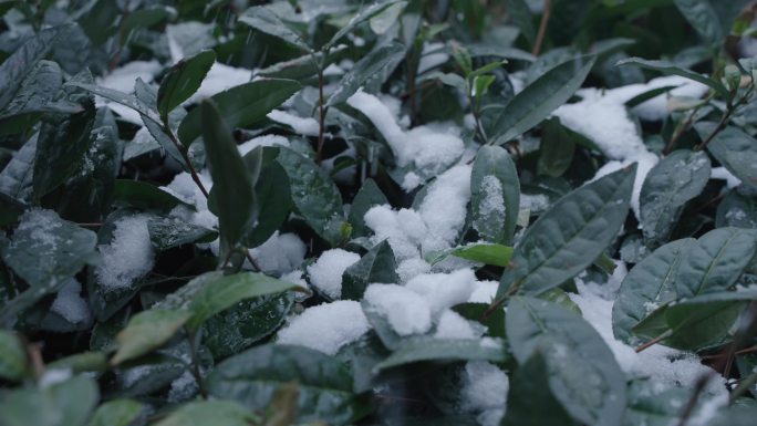 雪茶