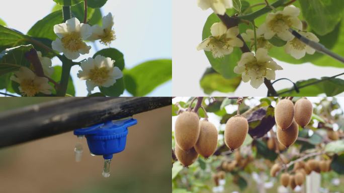 农业视频，猕猴桃出芽开花采摘喷药结果