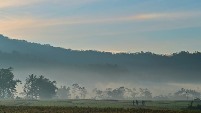 印度尼西亚-麦田-晨雾