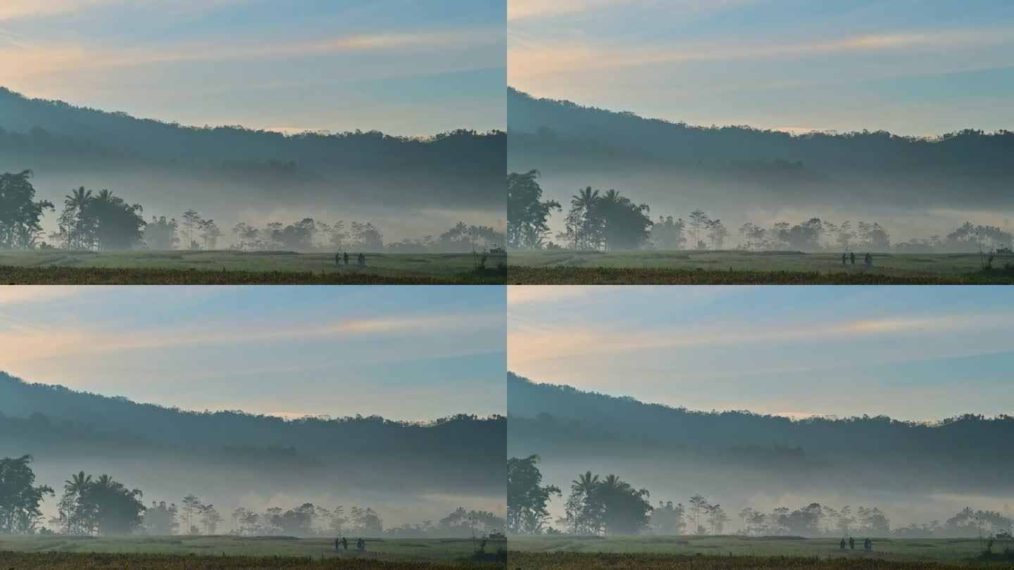 印度尼西亚-麦田-晨雾