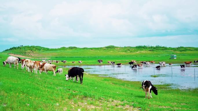 草原牧场 原生态草场奶牛吃草 草原湿地
