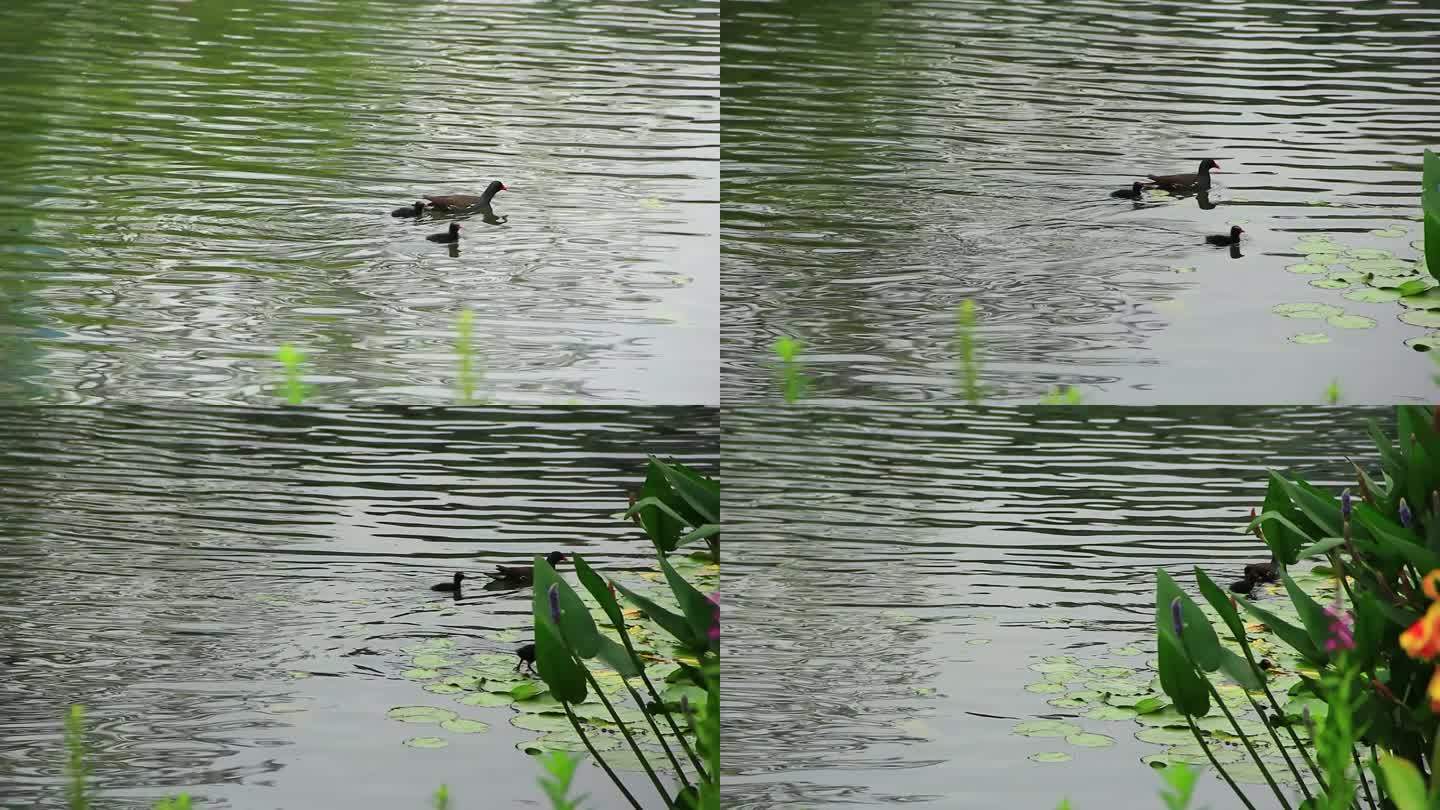 红冠黑水鸡和它的宝宝在湖水中觅食的场景