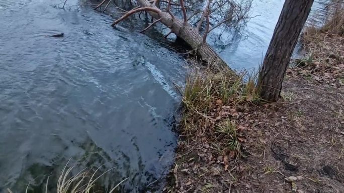 那棵树掉进水里，浮在水面上。苏格兰松的根被海浪压垮了。护林员将不得不用绞车将其拉出。树